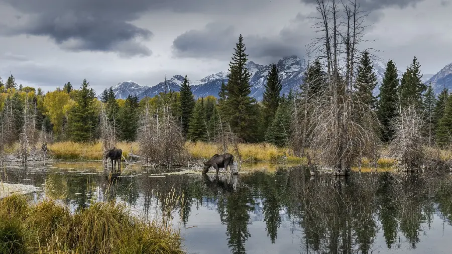 Download free backgrounds with the best possible quality of nature for computers
