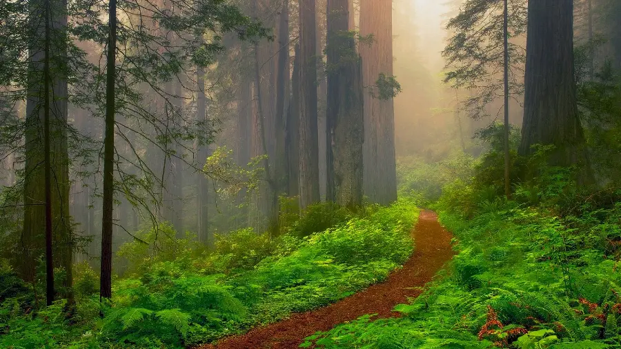 Download completely free tall sequoia tree wallpaper with direct link