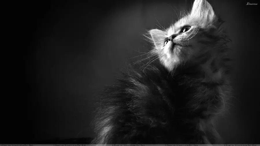 Iranian cat or Persian cat stock with black and white design