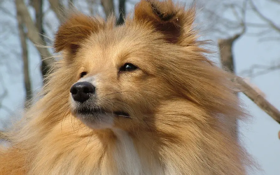 Cute and attractive wallpaper of a cute furry dog ​​for veterinarians' profiles
