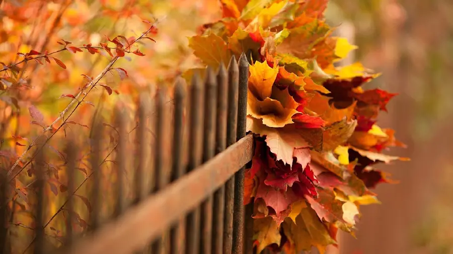 New background of dry leaves landscape suitable for autumn background