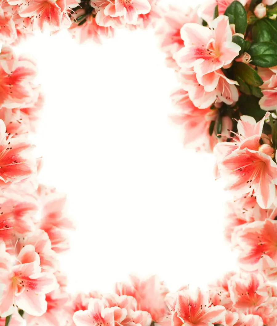 Valentine's Day Stock Photo Frame Design Pink Roses with White Background