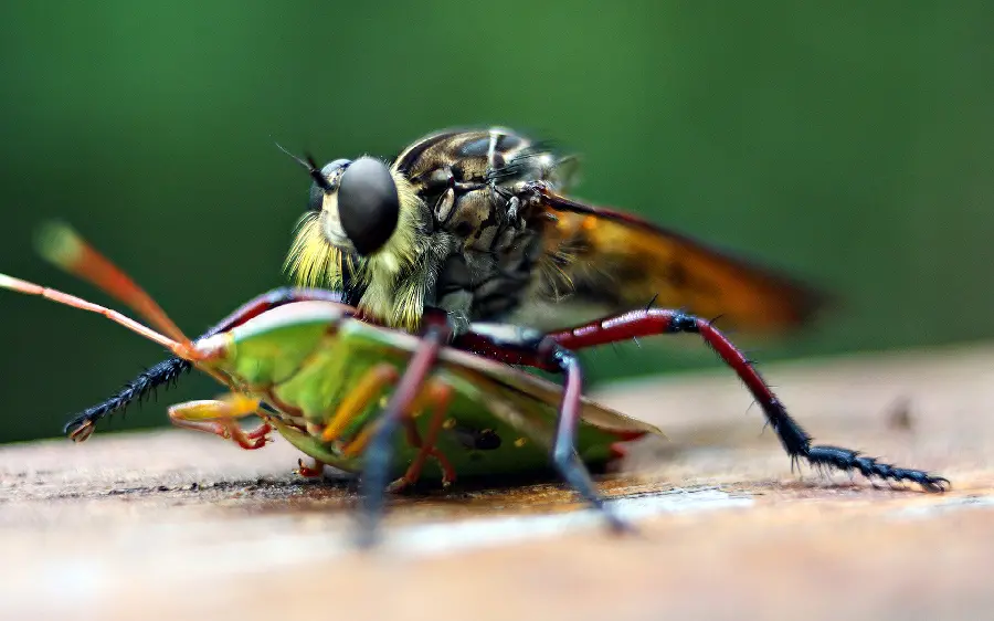 Wallpaper 2024 of a strange insect hunting another insect