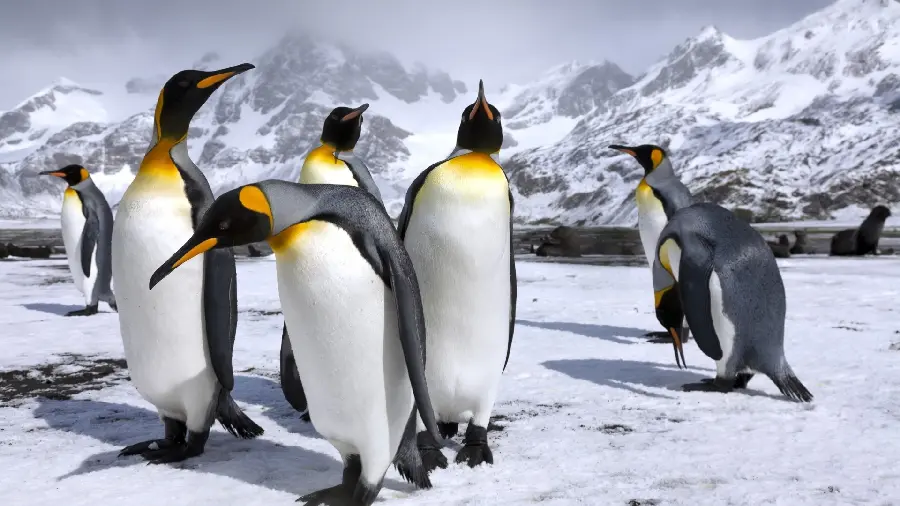 Emperor penguins background photo 1403 for background
