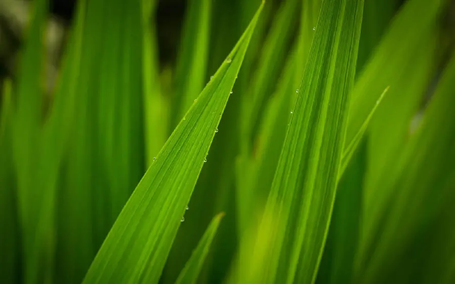 Photo taken from a close-up of natural grass and water droplets
