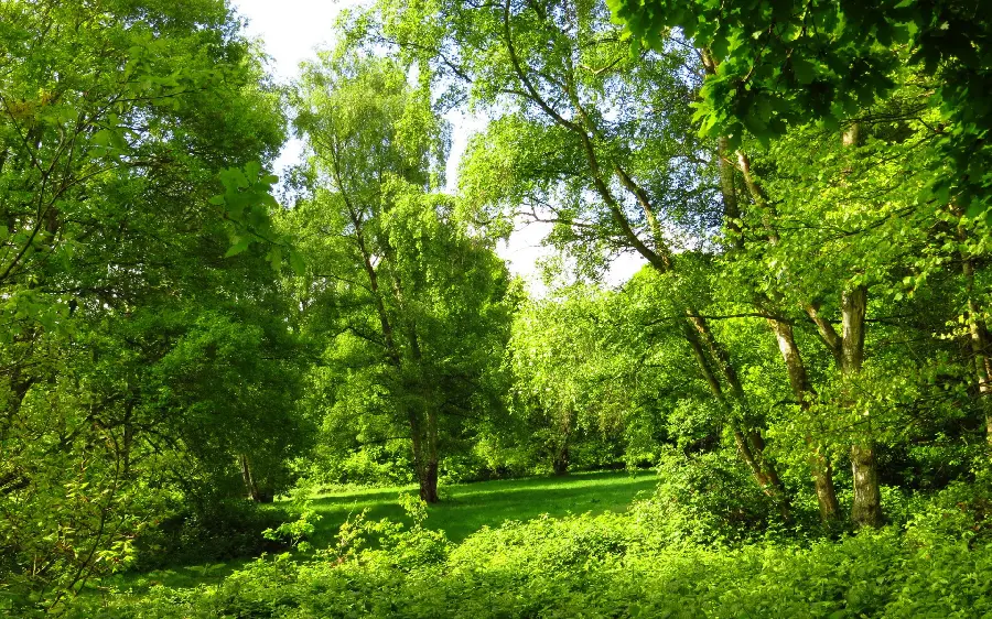 Free download photo of the most beautiful lush natural landscape and forest trees 