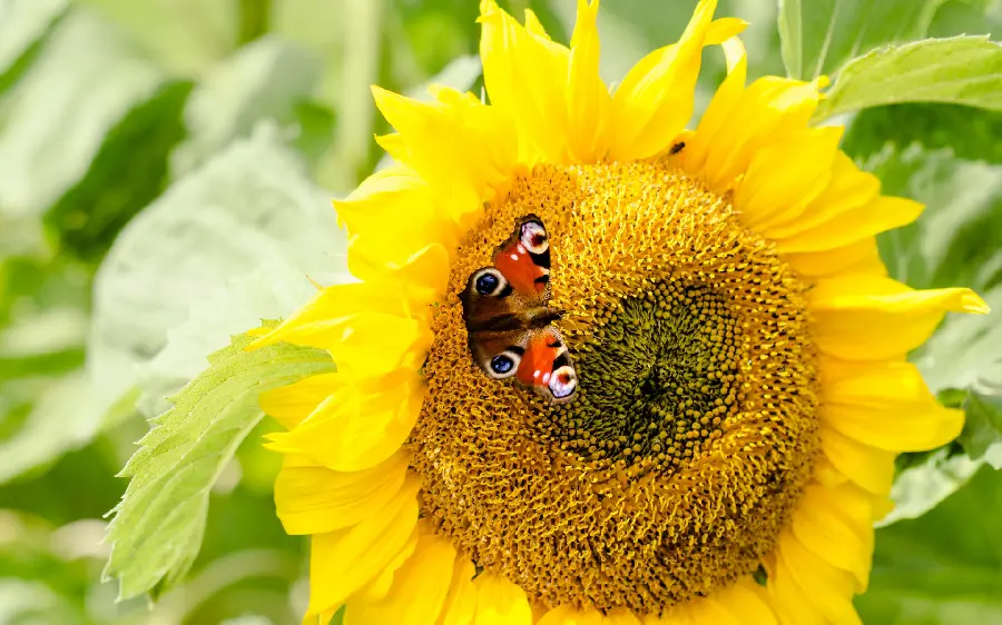 The latest computer wallpaper selected 2023 of flowers and butterflies