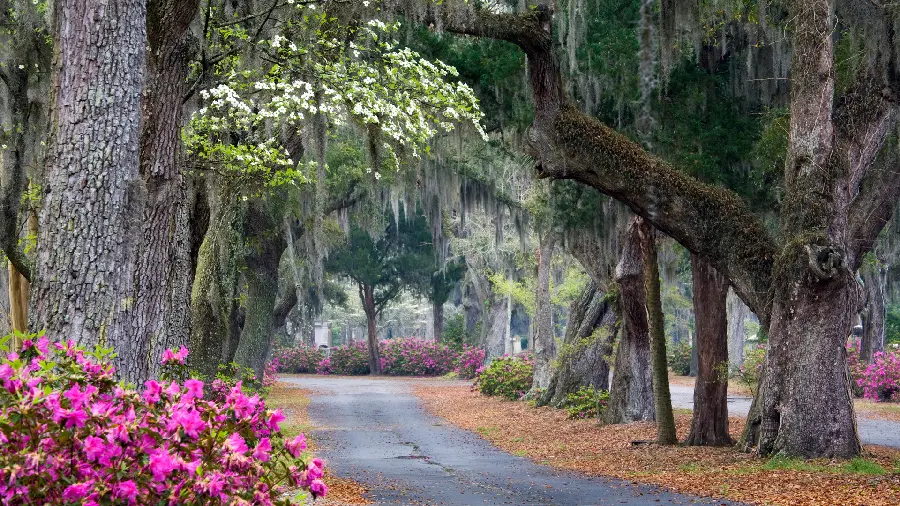 Dreamy and romantic profile of a lonely road with tall trees 
