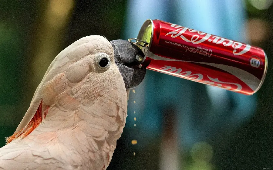 Beautiful and new background image of a beautiful and large cockatoo