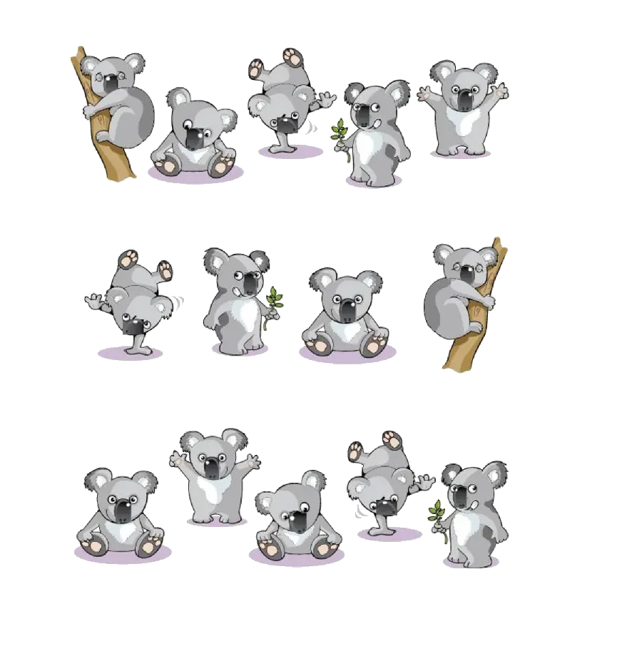 Photo of various types of koala on a eucalyptus tree branch cut out and without background