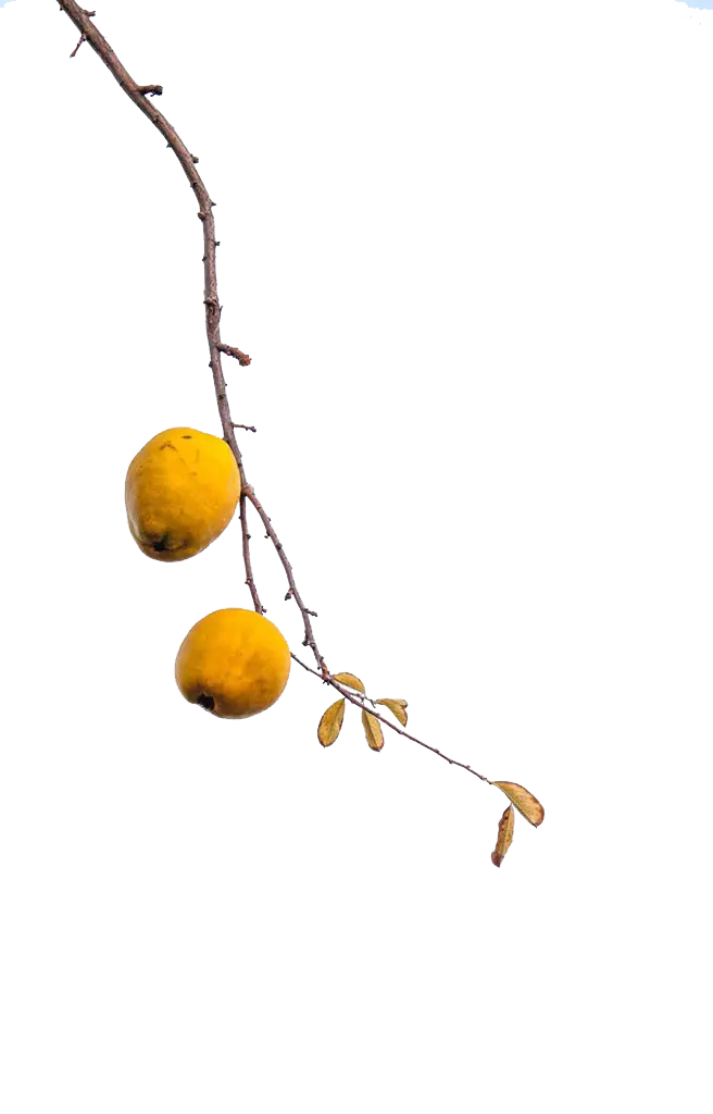 Download of fruit png image on branch cut out