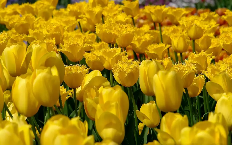 Background photo of 2024 Handi tulips for printing on bed linen