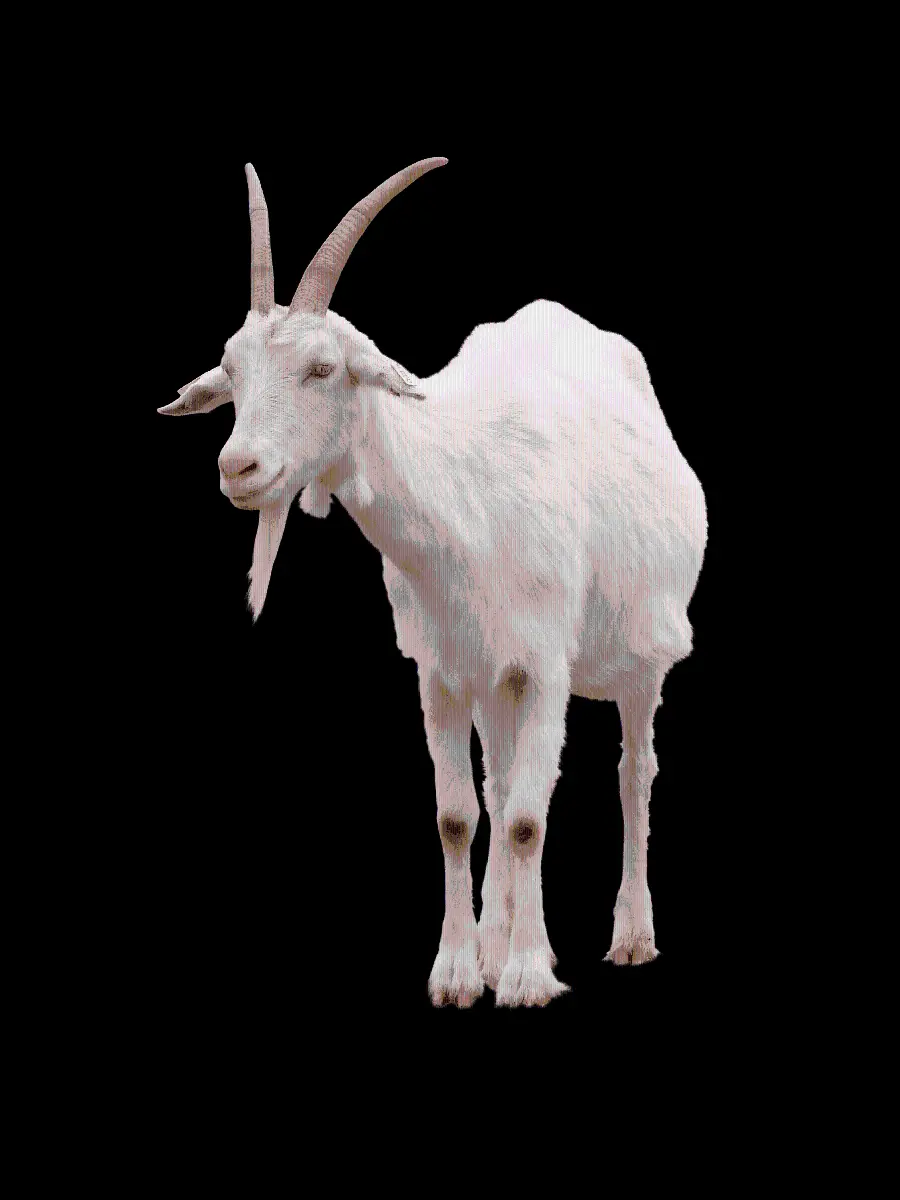 Real White Goat PNG Photo Teleported Completely Free and Without Background