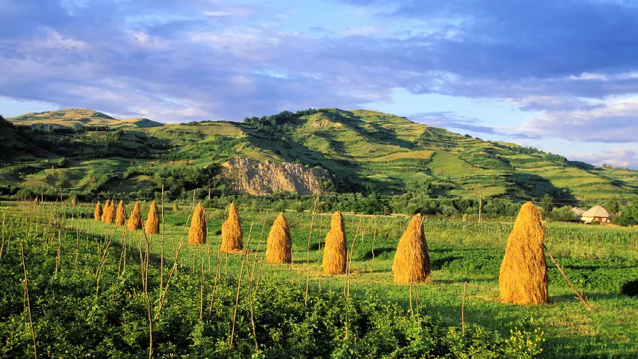 Download a lush and pleasant rural nature photo for a classy profile