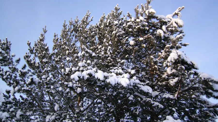Free download of a winter landscape wallpaper