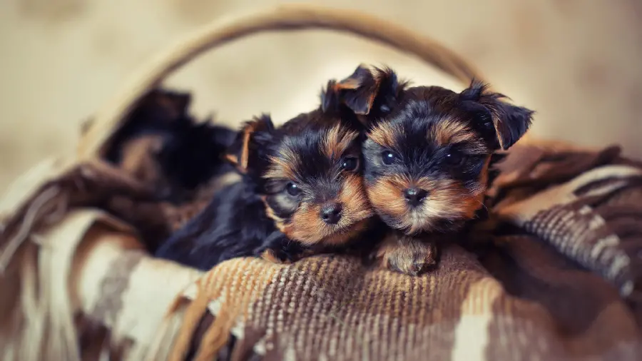 Cute and googly stock photos of two pug puppies 