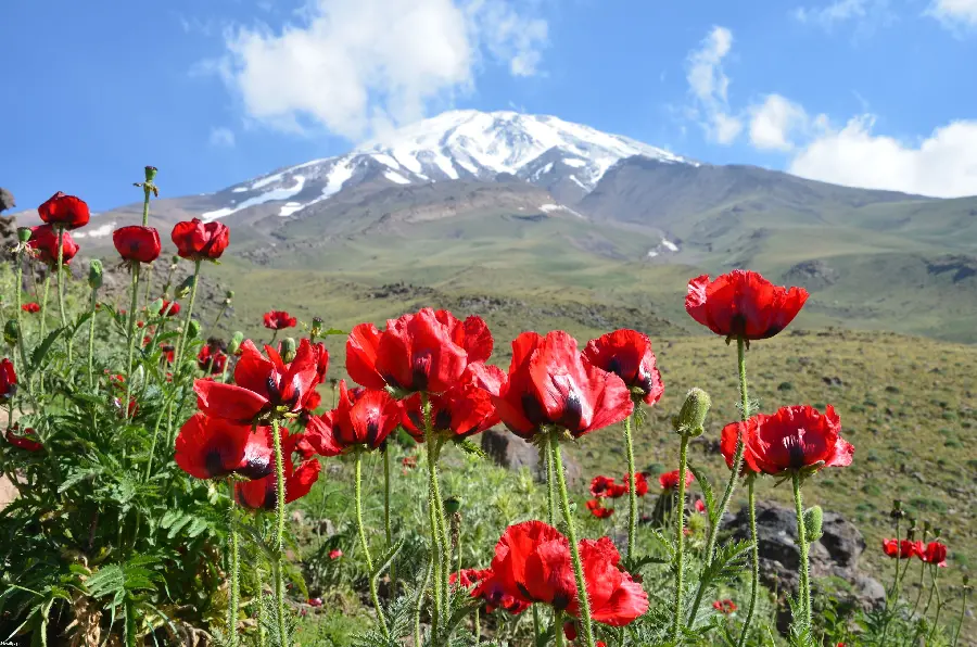 A picture of a flower field with a wonderful view in Iran 1403