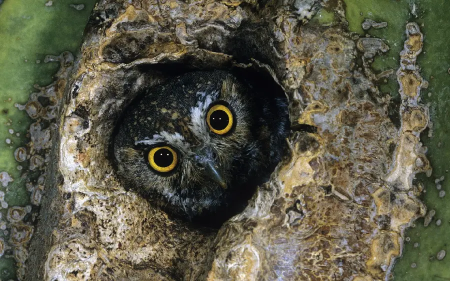 Cute Owl Wallpaper with Yellow Eyes for Computer Selected 2023