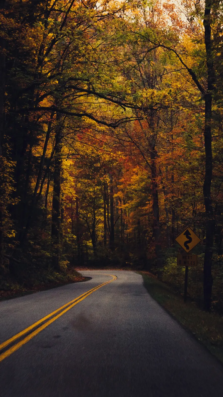 Image of a deserted road with autumn trees suitable for the background of the Samsung Galaxy A34 phone in high quality 