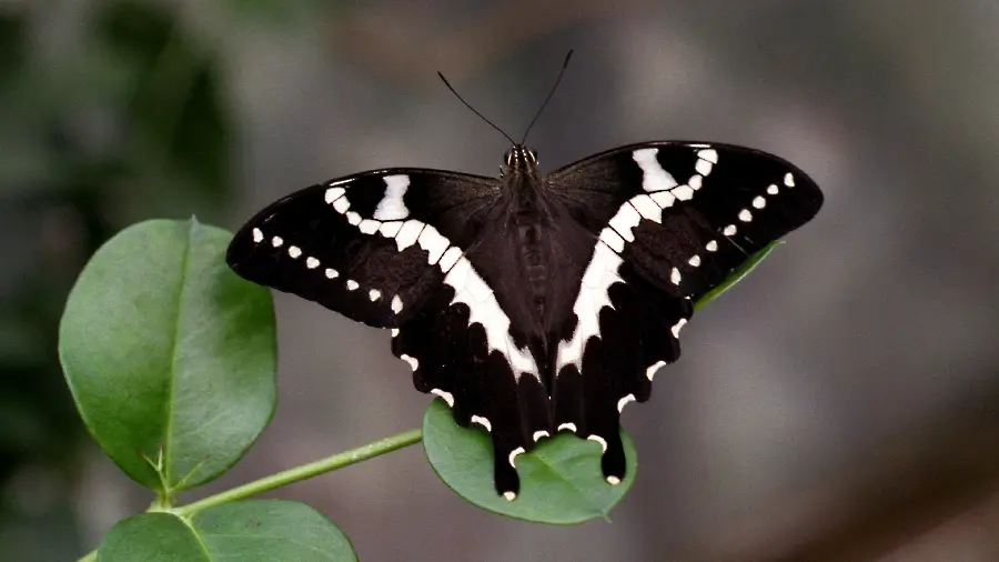 Download new 5K background photo with a special and unique black butterfly design