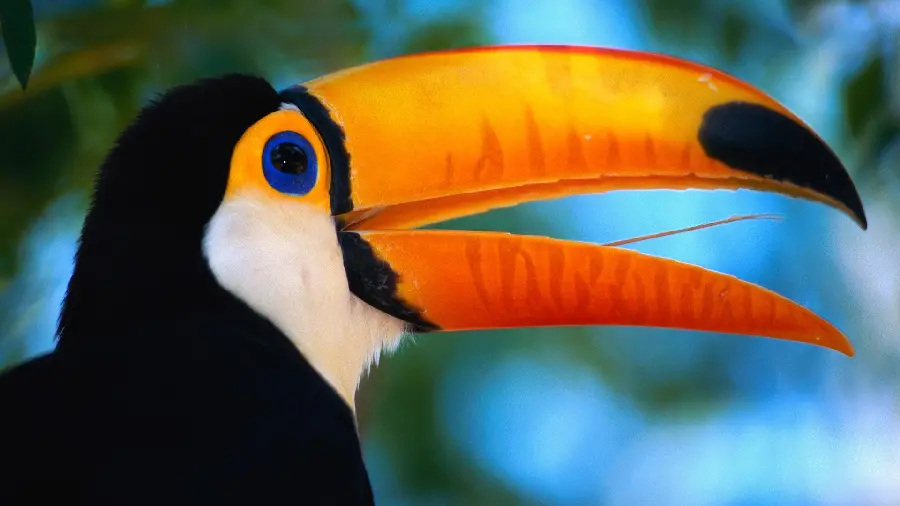 New and attractive background of a strange and beautiful bird, the Toucan Toco