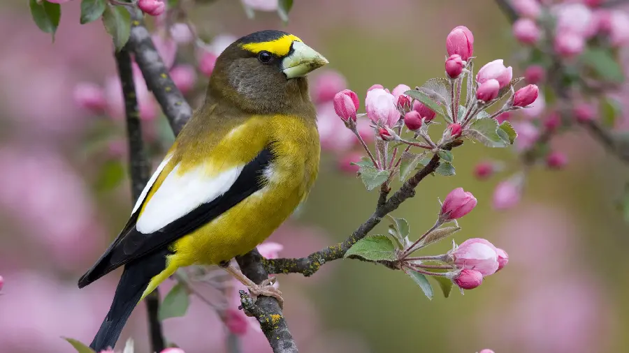 Background of an interesting bird with a large beak in the evening for printing a picture