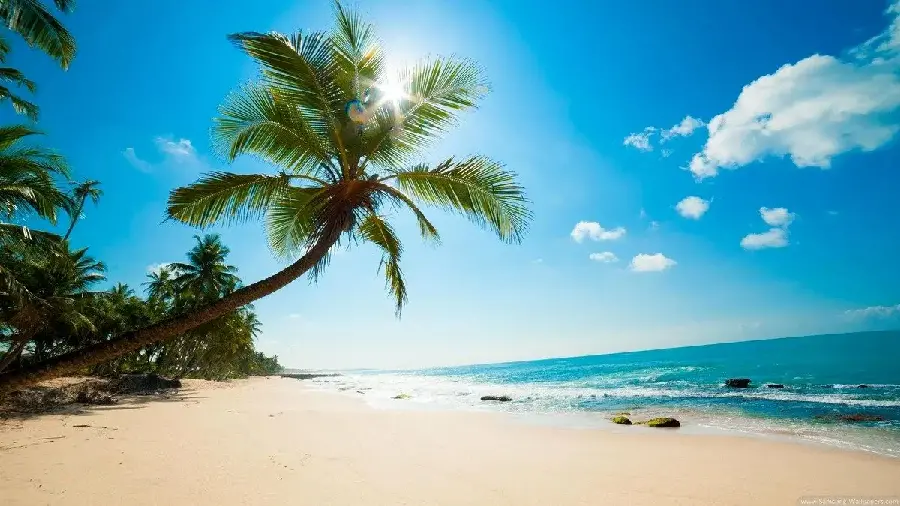 Background image of a coconut tree from the sights of Kish Island