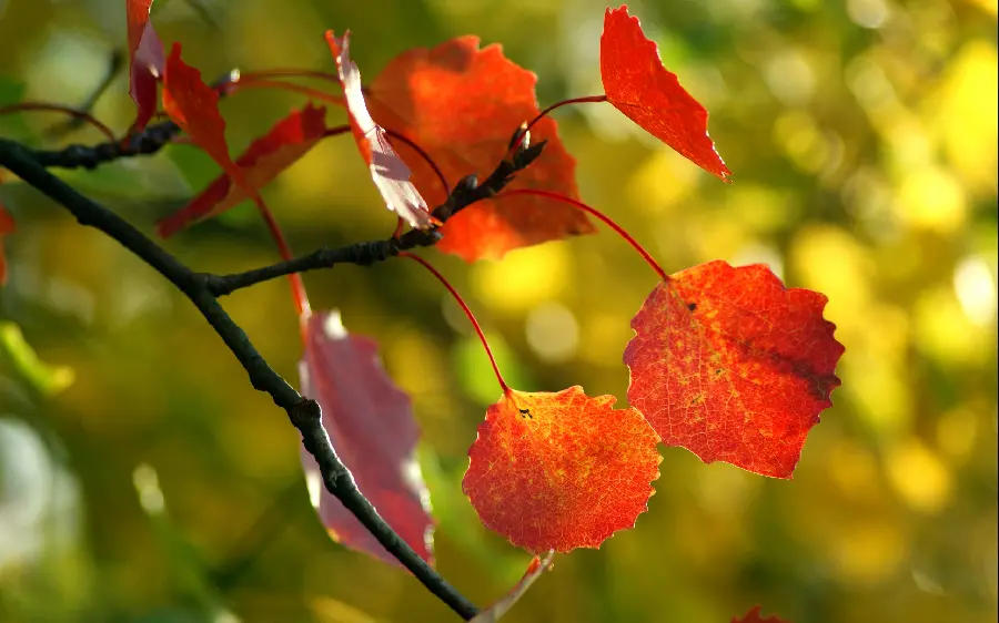 Autumn background of dry and orange leaves in nature with background flow