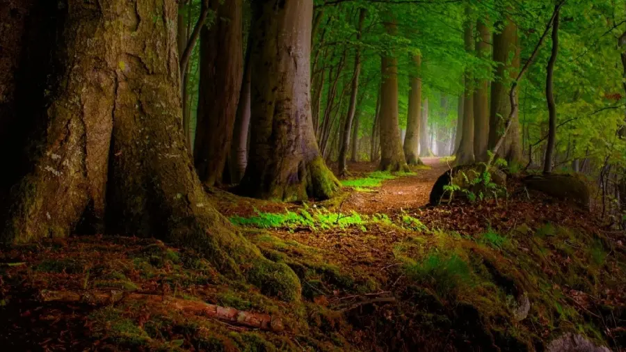 Fantasy and amazing wallpaper of a tall sequoia tree in the forest