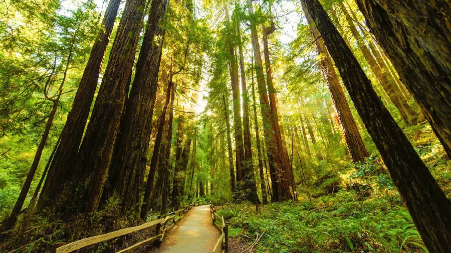 Very good quality background image of tall sequoia tree