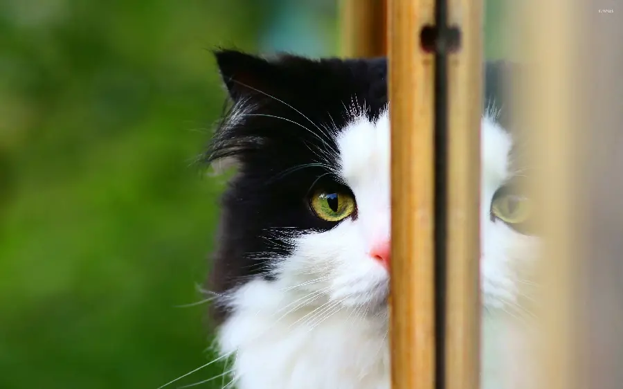 Photo of a cute and fluffy black and white kitten on a background of folo