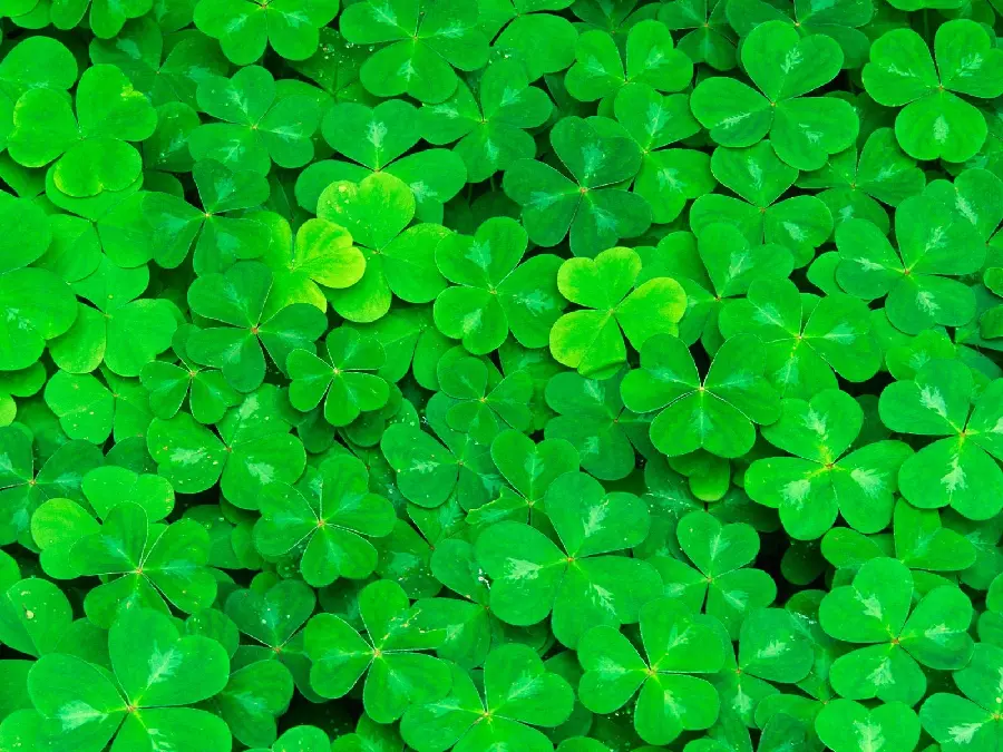 Free download of special green and green flowers background photo full screen 