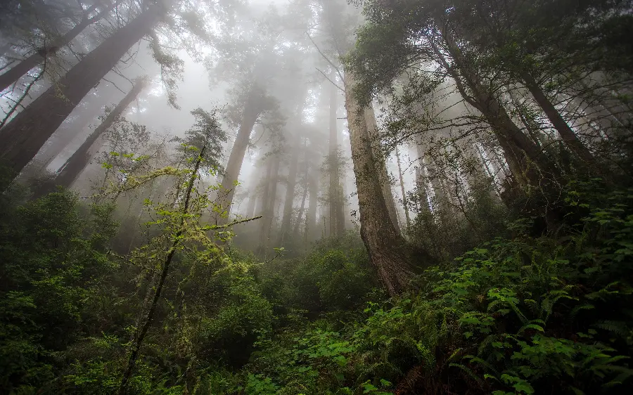 Image of tall sequoia trees in the thick fog of the forest