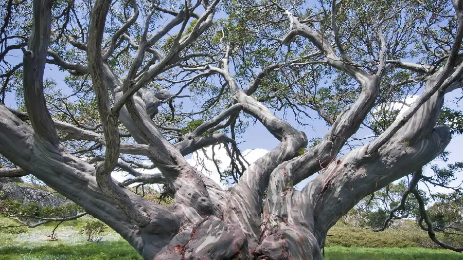 Special photo of an old and old tree for computer and desktop background