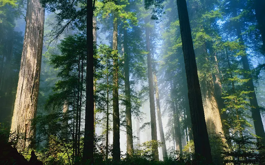 Download very beautiful and beautiful photos of the tall sequoia tree