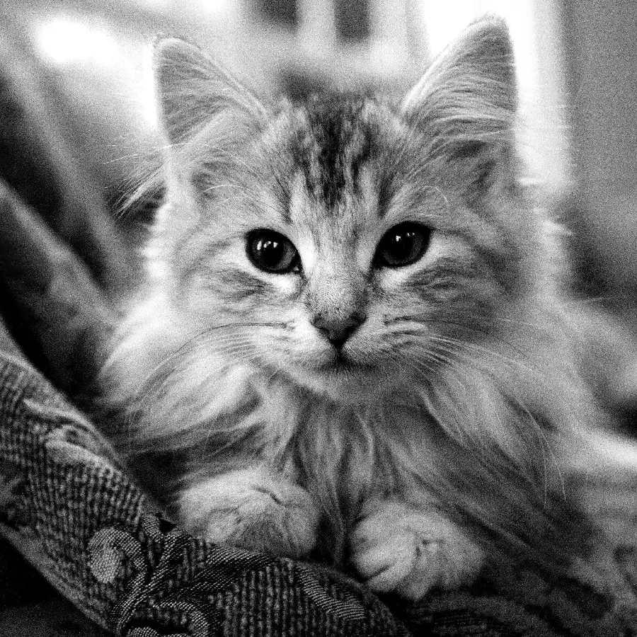 Photo of a black and white fluffy cat resting