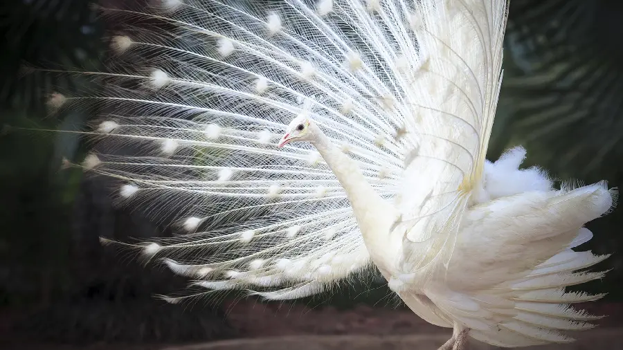 Download a unique and new photo of a white peacock for your computer 