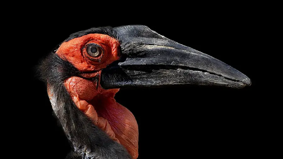 Special and interesting image in 1403 of a ground hornbill on a black background