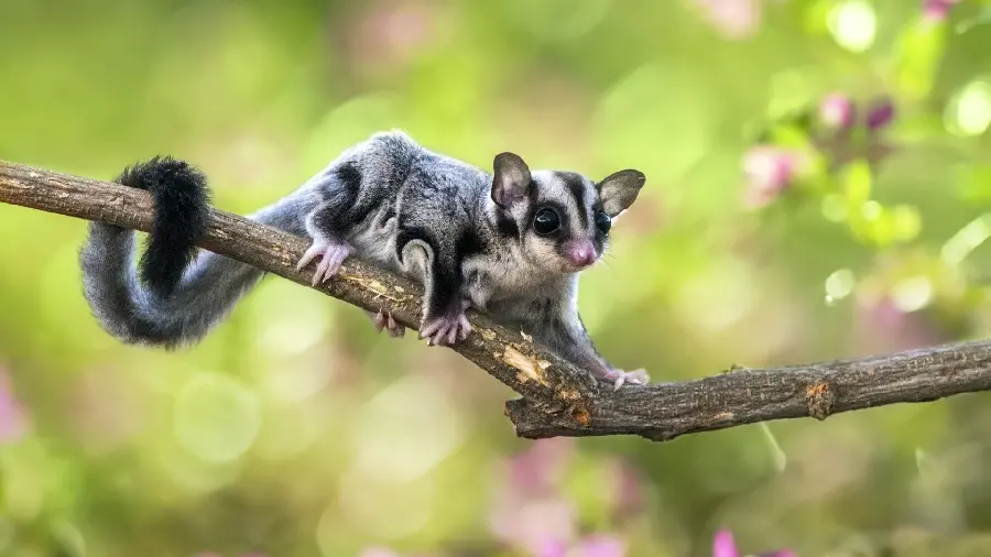 Photo taken of a squirrel kite, a spectacular tree animal