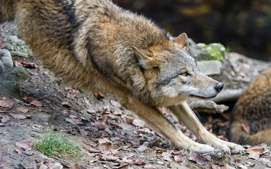 A magnificent stock image of a predatory wolf for the laptop of those who love this animal