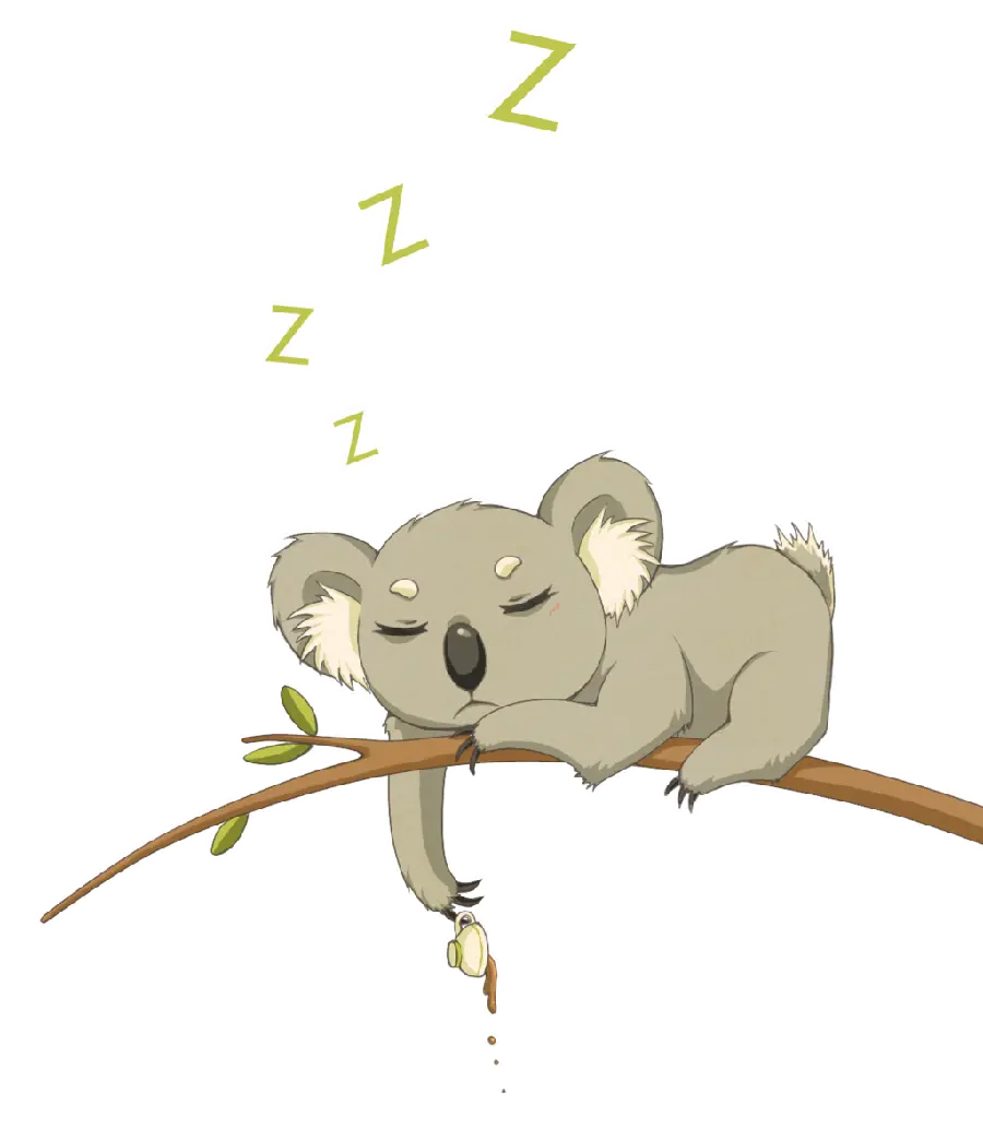 Photo of a koala lying on a eucalyptus tree branch in PNG format