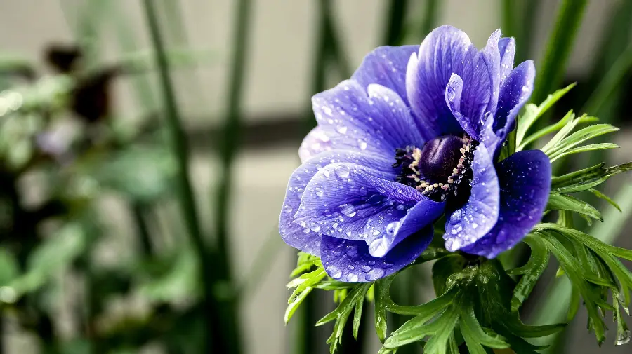Beautiful and fragrant violet flower computer and laptop photo with HD quality 