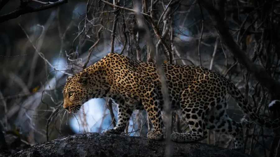 1403 Awesome Photo of African Leopard for Computer Backgrounds