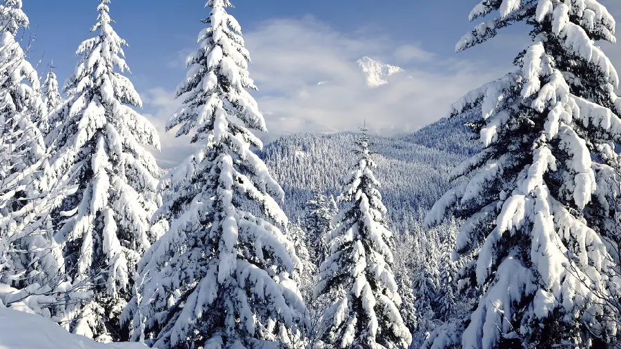 The Most Viewed Winter and Snowy Profile Photo with High Quality