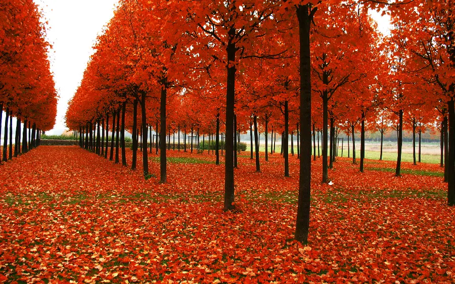 Profile photo of an autumn landscape covered with dry orange leaves