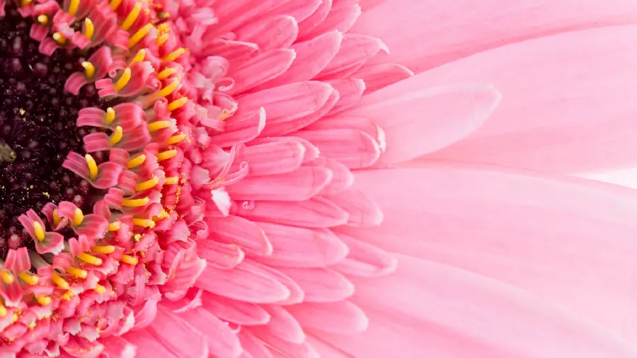 Girly stock suitable for computer with flower design and pink theme 1403 and 2023