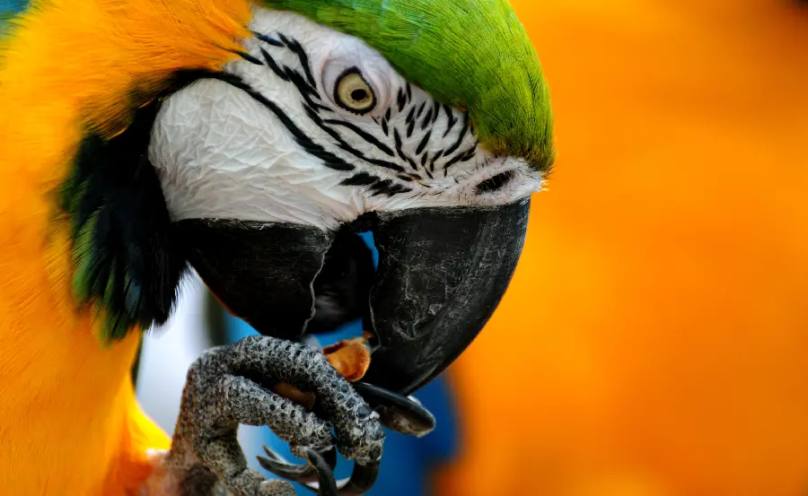 A very beautiful wallpaper photo of a macaw parrot for veterinarians' profiles