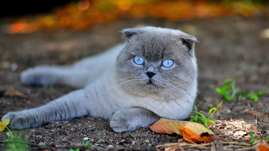 Attractive wallpaper of a cute and fluffy cat for pet lovers
