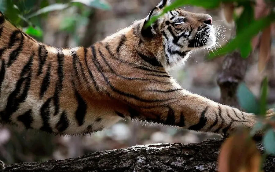 Furious jumping tiger laptop wallpaper and background