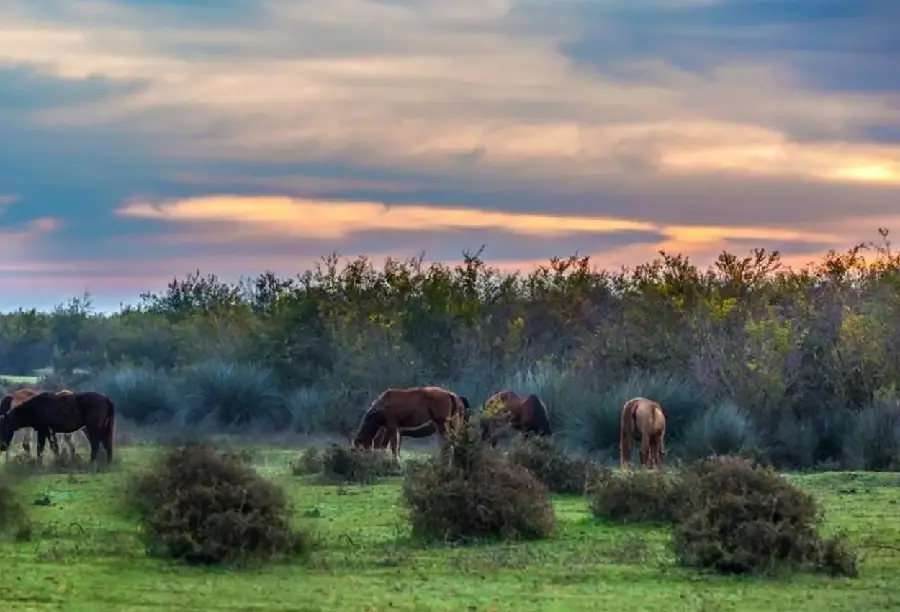 Profile photo of a lush and relaxing spring landscape design